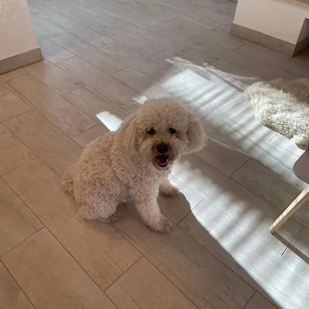 شقة Medve Barlang Ueduelohazak بيليزينتكيريزت